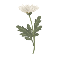 Gerbera daisy white flower with leaf. White floral. png