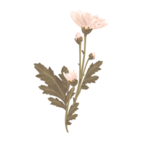 Gerberagänseblümchen weiße Blume mit Blatt. weiß geblümt. png