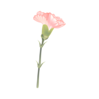 rosa garofano fiore png