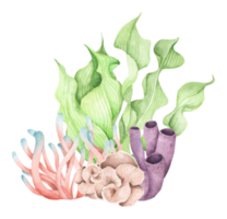 Seaweeds. Underwater ocean plants, sea coral elements. Watercolor illustration. png