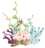 algues. plantes océaniques sous-marines, éléments de corail de mer. illustration aquarelle. png