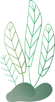 naturale fiore partire pianta erbaceo decorazione sfondo fondale sito web copertina pagina modello grafico design illustrazione png