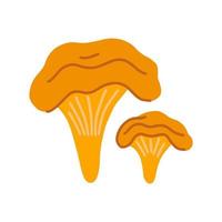 Chanterelle mushrooms, vector flat illustration on white background