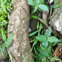 green grass and wood on the ground photo