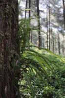 close-up photo of a fern attached to a pine tree