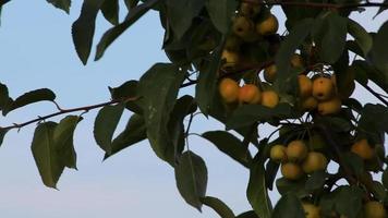 Unripe cherries hanging on cherry tree as green cherry fruits in organic gardening with no pesticides for vegetarian nutrition and healthy snack with vitamins and delicious taste of sweet fresh fruits video