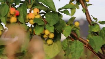 Unripe cherries hanging on cherry tree as green cherry fruits in organic gardening with no pesticides for vegetarian nutrition and healthy snack with vitamins and delicious taste of sweet fresh fruits video