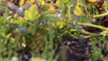 grosses citrouilles orange dans le champ de citrouilles biologiques d'une ferme biologique produisant de délicieuses courges pour halloween et thanksgiving comme décoration orange pour les vacances et légumes sains pour la nutrition diététique video