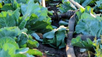 champ de chou mûrissant avec système d'irrigation en période de chaleur sèche avec tubes flexibles et tuyaux d'eau pour irriguer les légumes-feuilles comme le chou dans un jardin biologique cultivé pour l'arrosage video