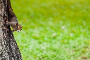 Cute action red squirrel  on the tree trunk in public park. photo