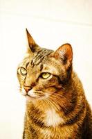adorable animal pet tabby cat close up face on white background
