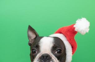A cheerful and funny muzzle of a Boston Terrier dog looks out in a Santa Claus Christmas hat on a green background in the studio. The concept of New Year and Christmas. photo