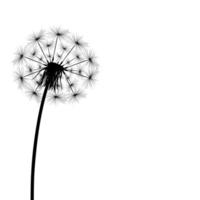 Silhouette of a simple single dandelion on a white background. Vector illustration