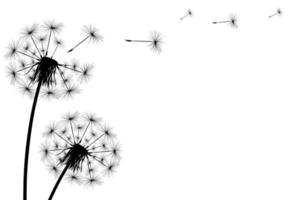 Silhouette of a simple single dandelion on a white background. vector