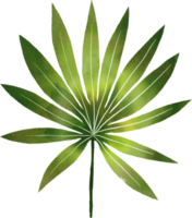 tropical leaves watercolor painted png