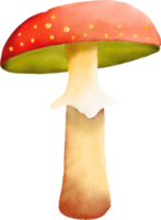 acquerello colorato fungo png