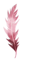 watercolor painted feather png