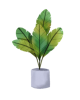 watercolor painted houseplant png