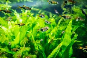 freshwater tropical neon fish in aquarium photo