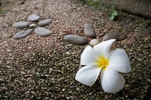 flor de plumeria en el suelo de piedra foto