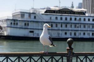 View of seagull at Pier photo