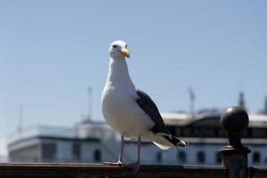 View of seagull at Pier photo