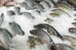 Fresh tilapia fish on ice in the market photo