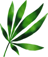 Aquarell handgezeichnetes Cannabis png