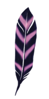 watercolor painted feather png