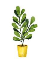 plante d'intérieur peinte à l'aquarelle png