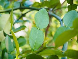 Bergamot leaves on tree branch photo