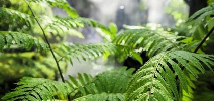 Closeup wild green fern leaves in tropical waterfall rainforest nature background photo