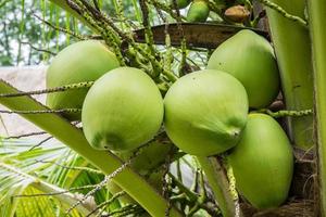 Fresh Coconut cluster on coconut tree photo