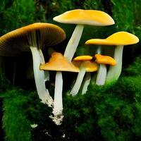 magic world of mushrooms. illustration of fairy tale Wonderland photo