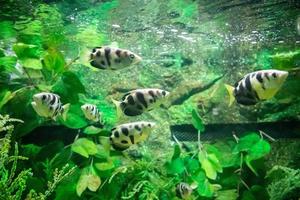 Archer fish in aquarium photo