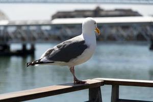 View of seagull at Pier photo