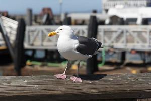 View of seagull at Pier photo