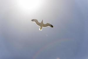 View of seagull at Pier photo