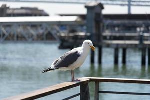 View of seagull at Pier photo