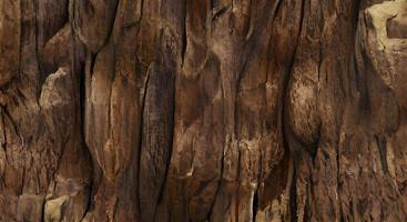 Wooden texture background. Teak wood illustration. photo