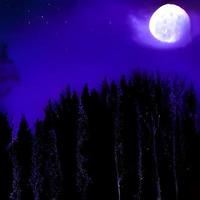 Bright moon over magical dark fairy tale forest at night photo
