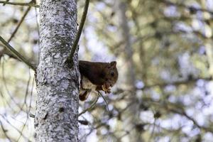 Wild squirrel in the forest photo
