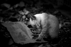 cachorro gato abandonado foto