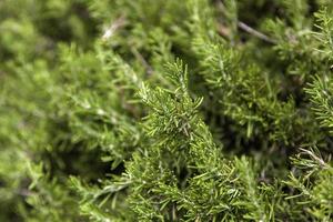 Green leaves of pine photo