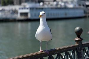 View of seagull at Pier photo