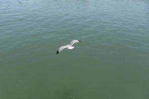 View of seagull at Pier photo