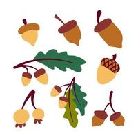 Illustration of various oak nut  acorns set. Isolated on white background. Elements for autumn needs vector