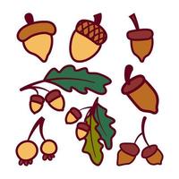 ilustración de varias bellotas de nuez de roble. aislado sobre fondo blanco. elementos para las necesidades de otoño vector