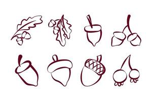 Lineart of various oak nut  acorns set. Isolated on white background. Elements for autumn needs vector