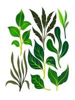 Exotic tropical leaves collection. Tropical leaves set. Exotic plants. Tropical leaves and flowers. Palm leaf, jungle trees. Jungle exotic leaf. Botanical, floral illustration. Isolated vector. vector
